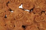 Flower-Like Sandstone Concretion - Pseudo Stromatolite #287069-2